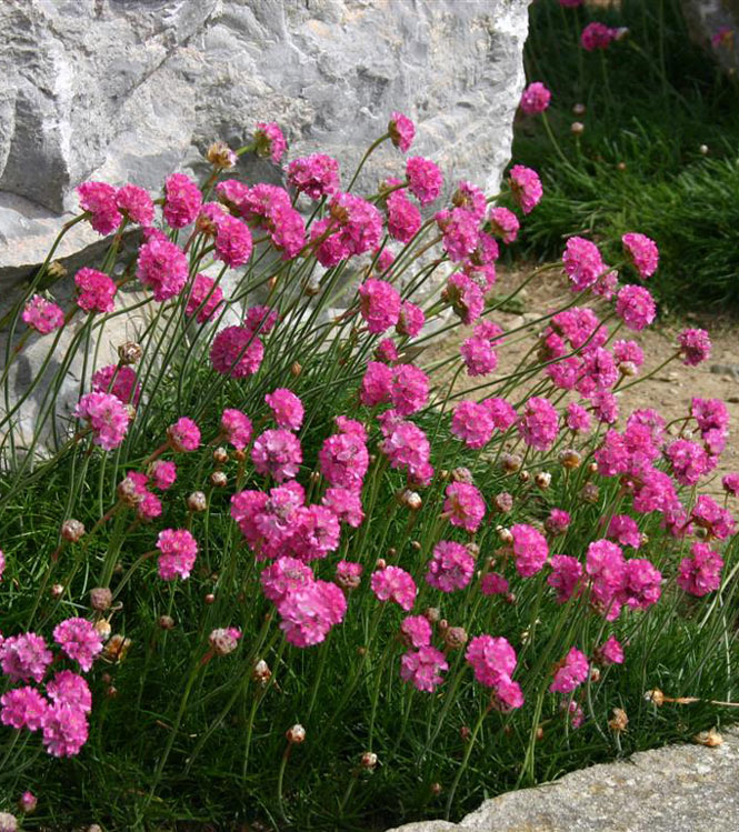 Armeria maritima