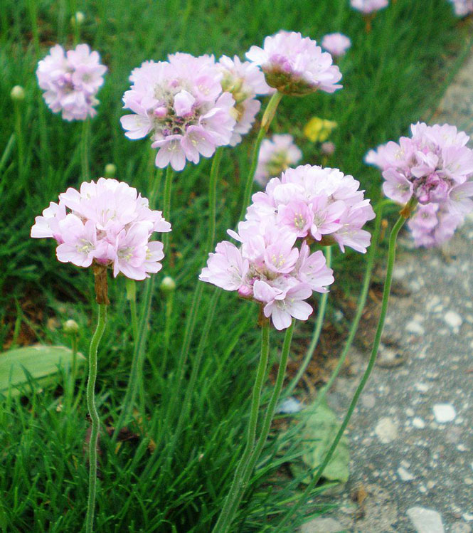 Armeria maritima