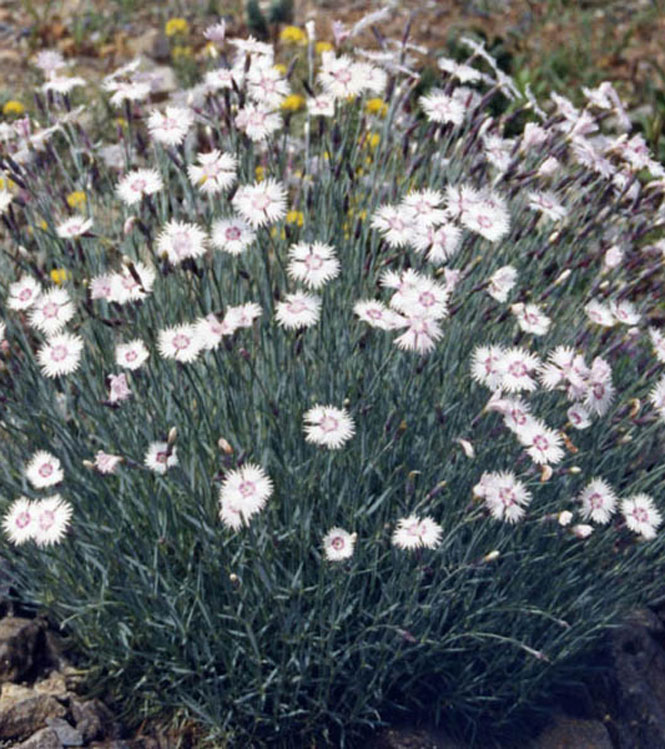 Dianthus plumarius