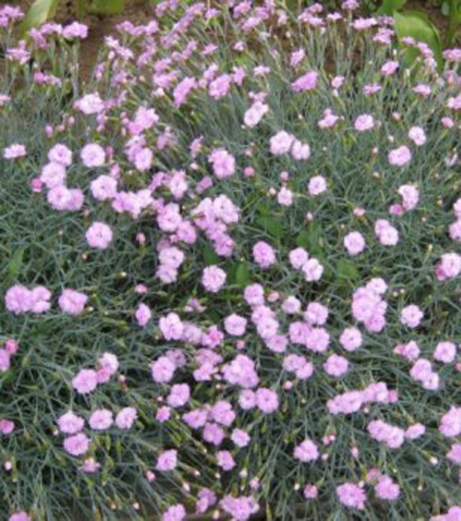 Dianthus plumarius