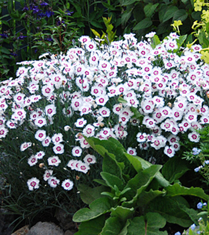 Dianthus plumarius