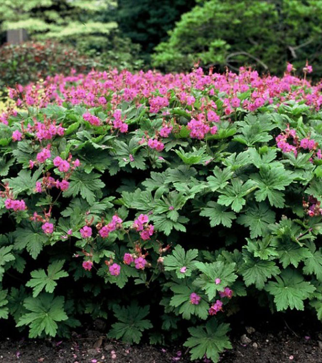 Geranium macrorrhizum