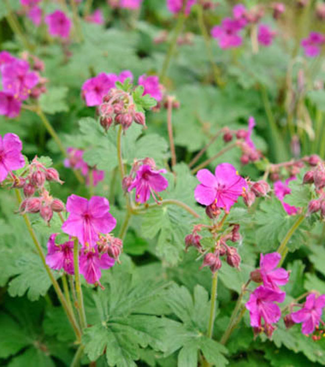 Geranium macrorrhizum