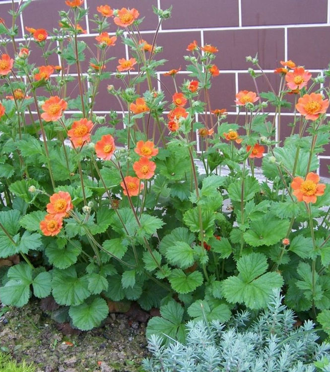 Geum coccineum