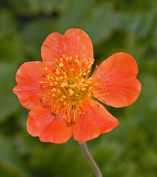 Geum coccineum