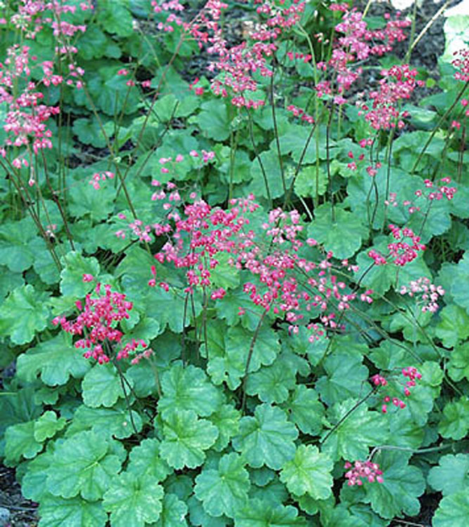 Heuchera sanguinea