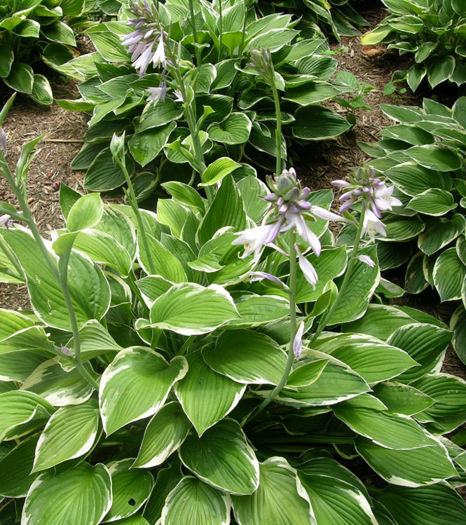 Hosta sp.