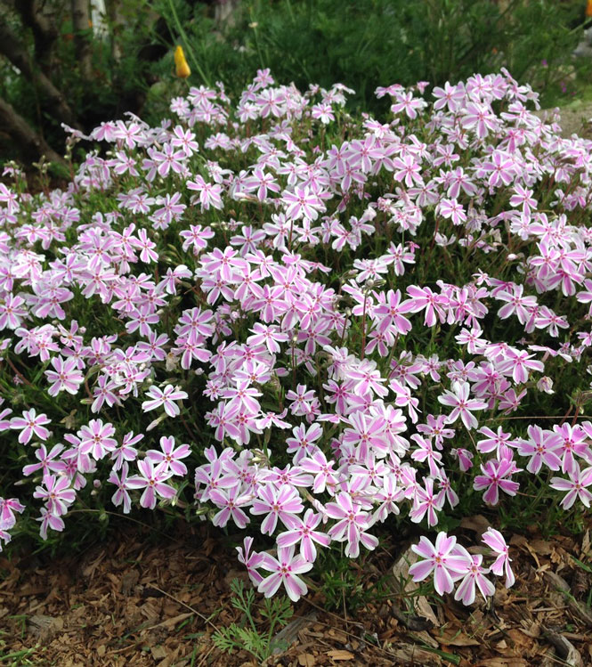 Phlox subulata