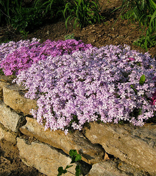 Phlox subulata