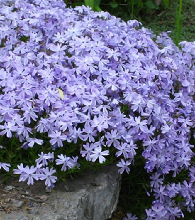 Phlox subulata