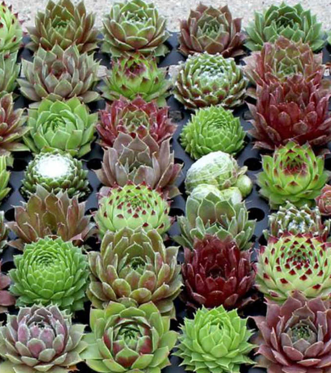 Sempervivum sp.