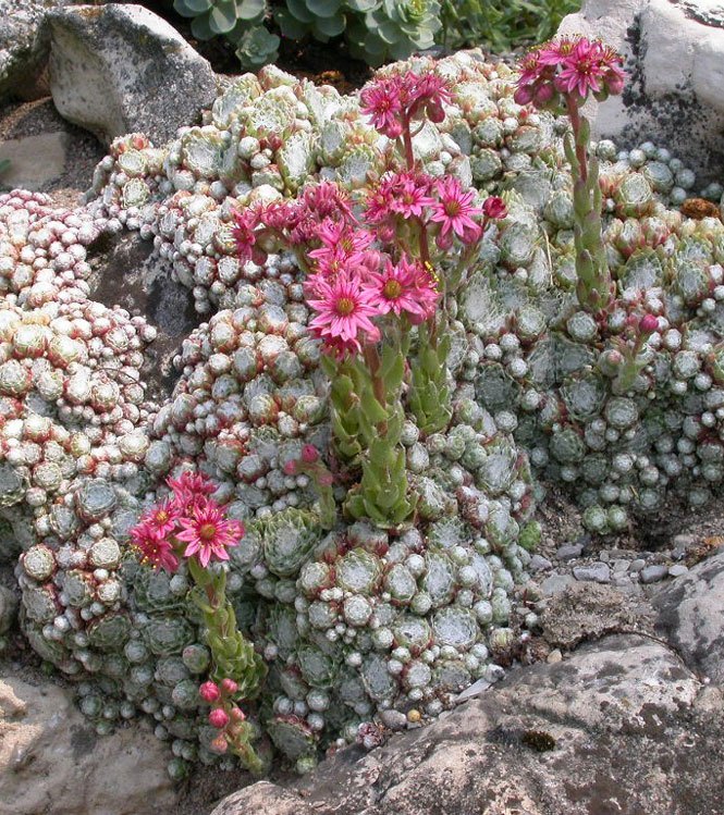 Sempervivum sp.