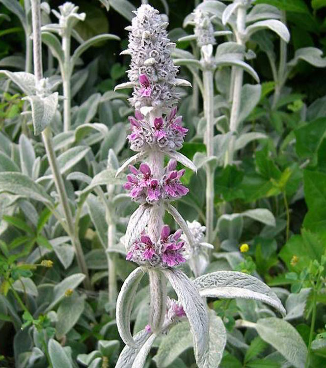 Stachys lanata