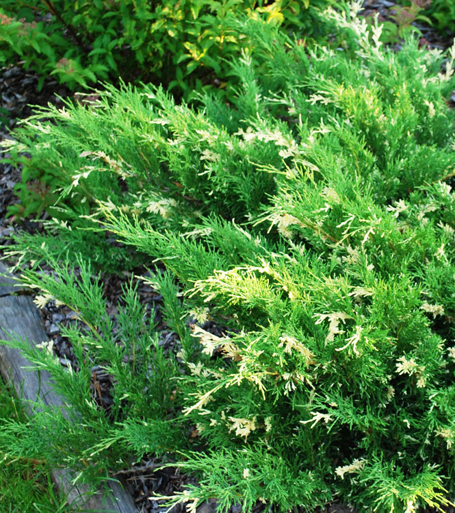 Juniperus chinensis Expansa Variegata