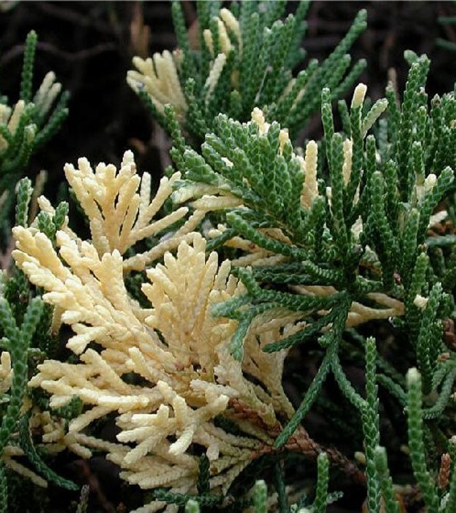 Juniperus chinensis Expansa Variegata