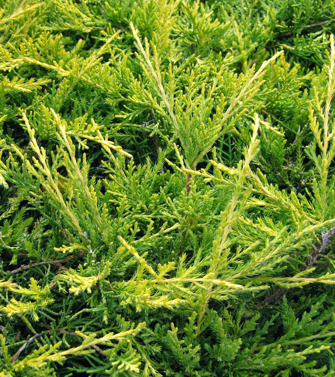 Juniperus chinensis Old Gold