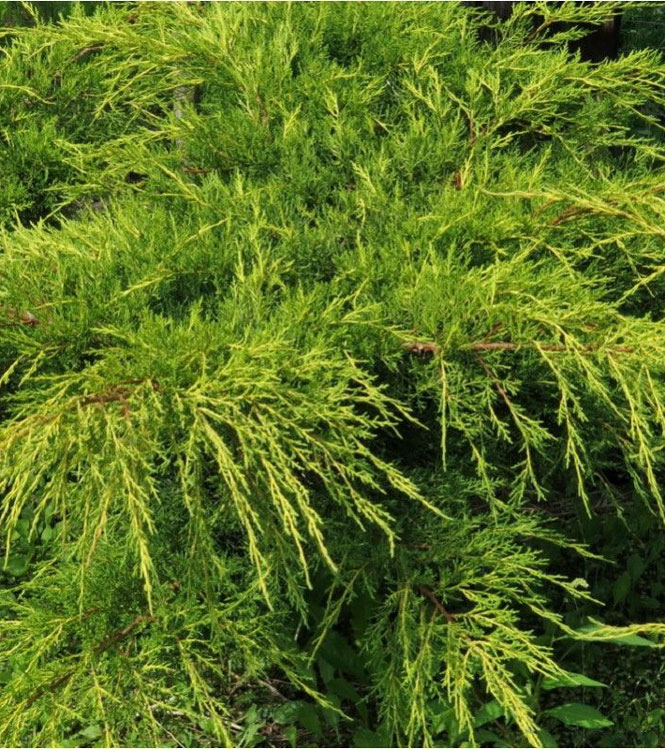 Juniperus chinensis Pfitzeriana Aurea