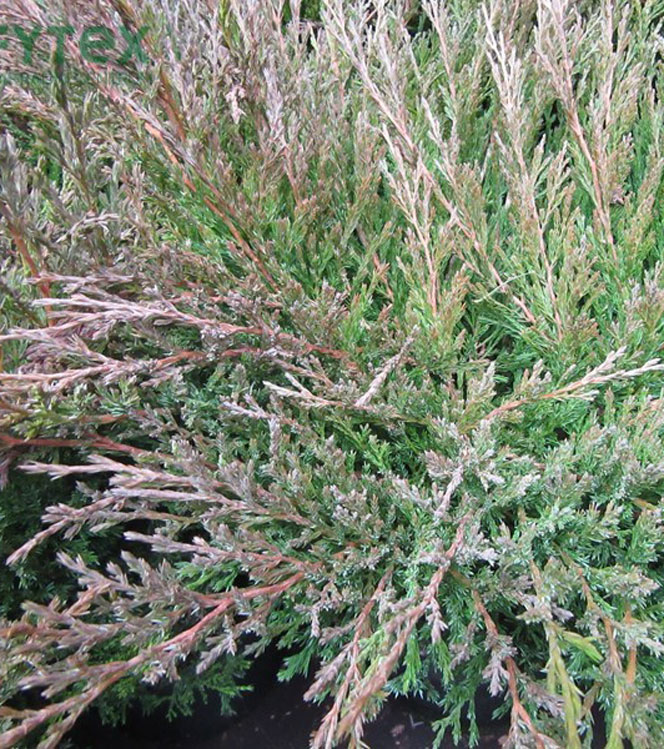 Juniperus horizontalis Andorra Compact