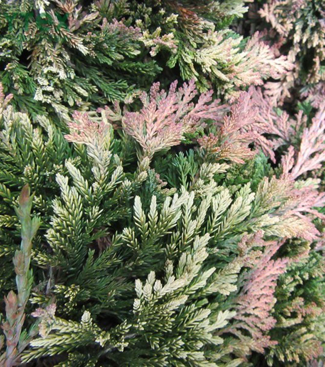 Juniperus horizontalis Golden Carpet