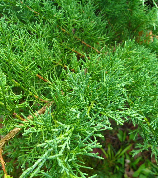 Juniperus horizontalis Plumosa