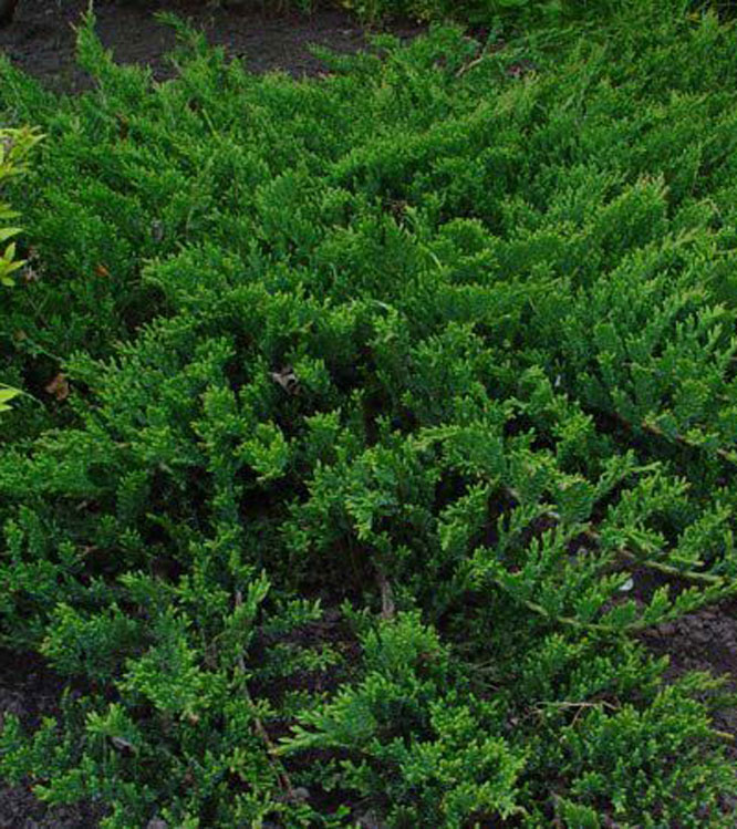 Juniperus horizontalis Prince of Wales