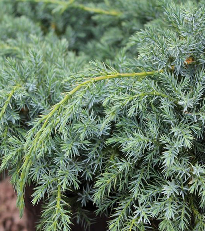 Juniperus squamata Blue Carpet