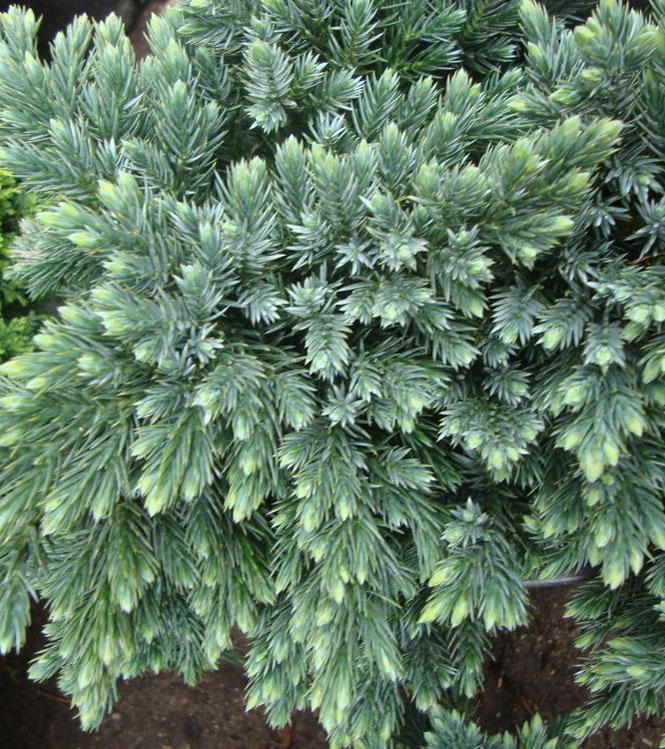 Juniperus squamata Blue Star