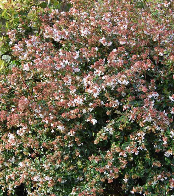 Abelia grandiflora