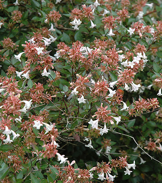 Abelia grandiflora