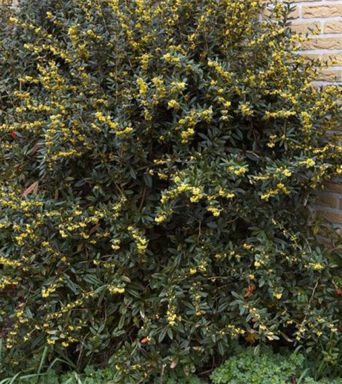 Berberis juliane