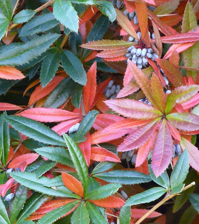 Berberis juliane