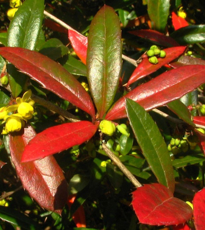 Berberis juliane