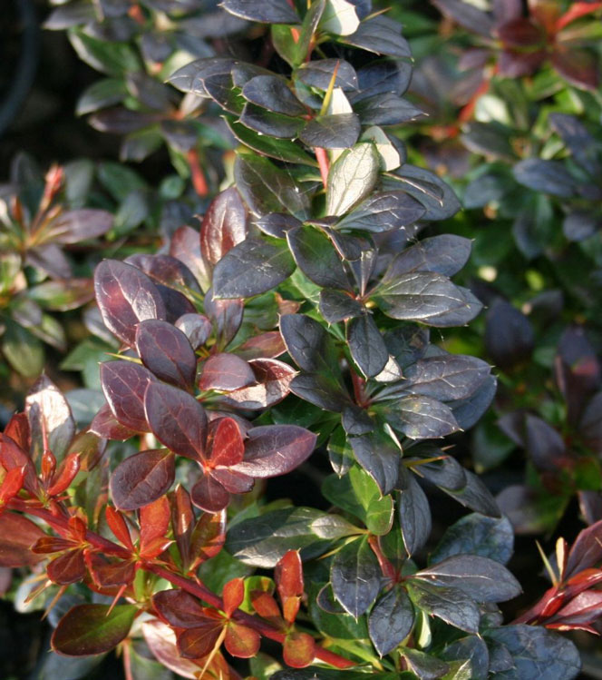 Berberis x media Red jewel