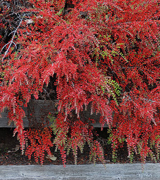 Cotoneaster horizontalis