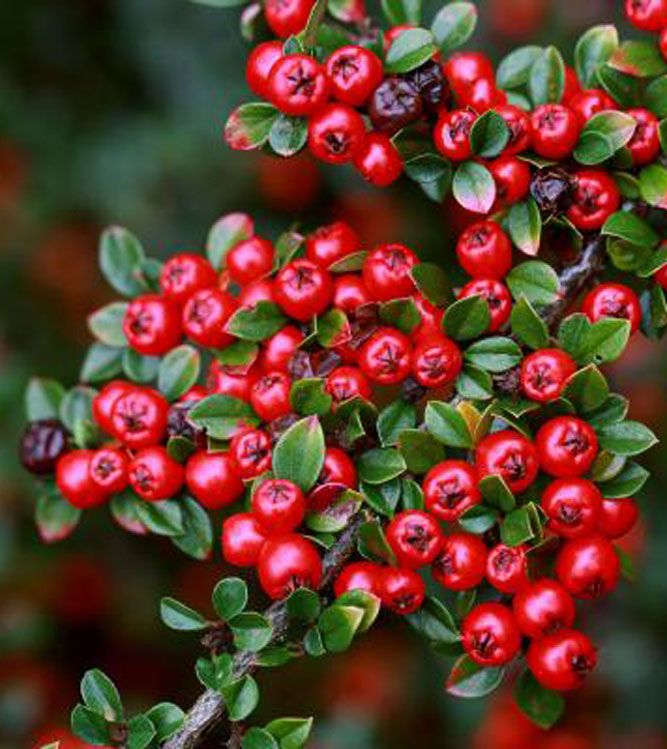 Cotoneaster horizontalis