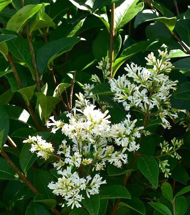 Ligustrum ovalifolium