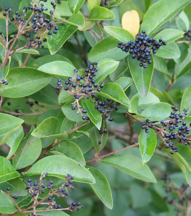 Ligustrum ovalifolium