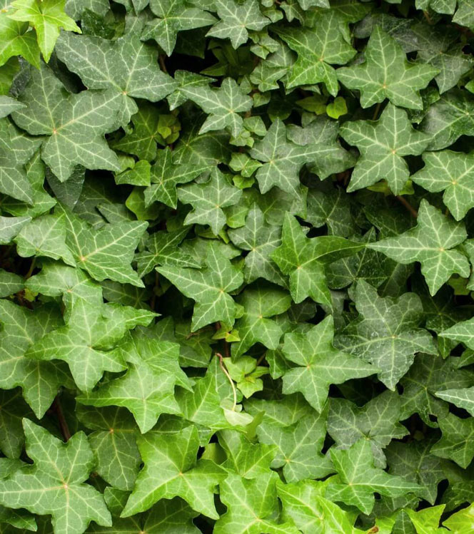 Hedera helix