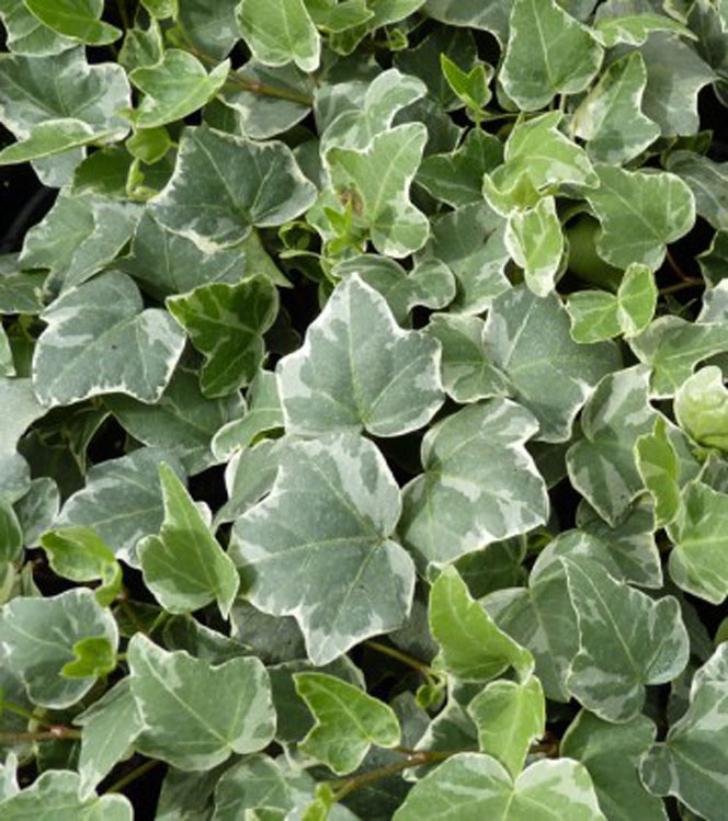 Hedera helix