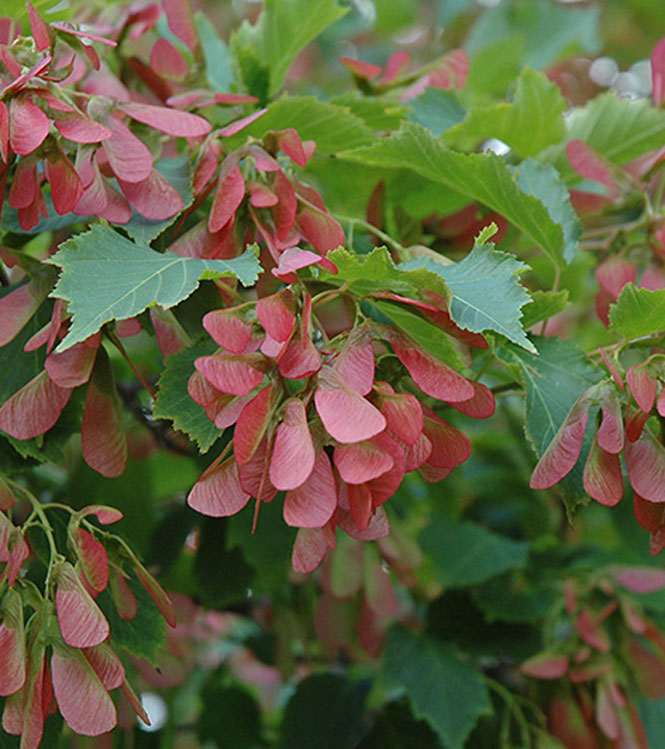 Acer ginnala