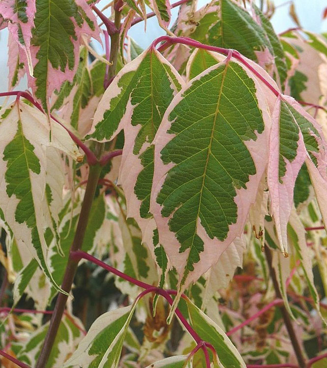 Acer negundo Flamingo