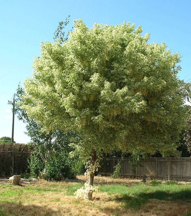 Acer negundo Variegatum