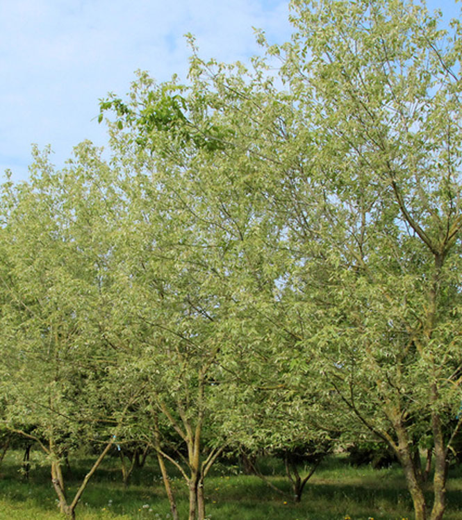 Acer negundo Variegatum