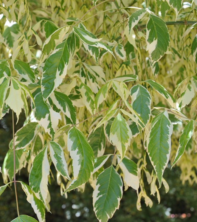 Acer negundo Variegatum