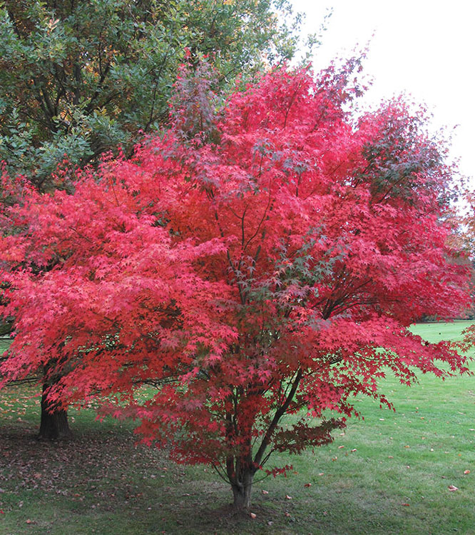 Acer palmatum Atropurpureum