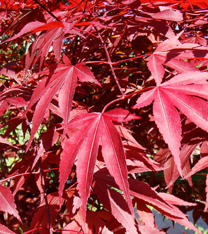 Acer palmatum Atropurpureum