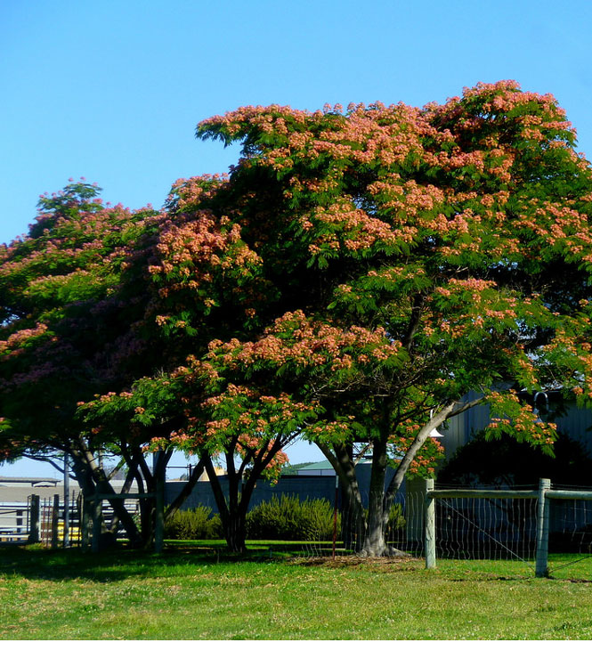 Albizia julibrissin