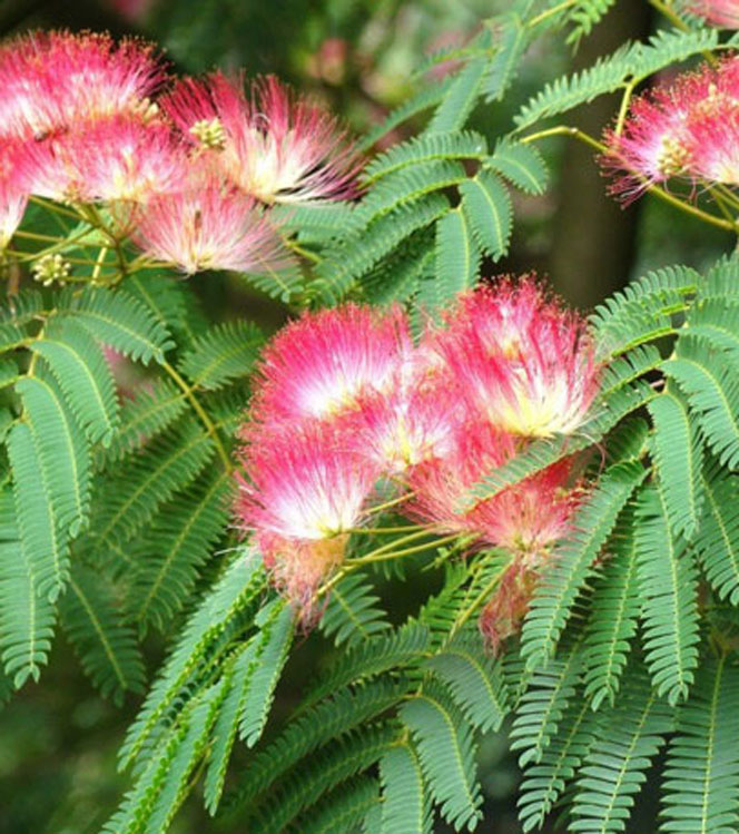 Albizia julibrissin