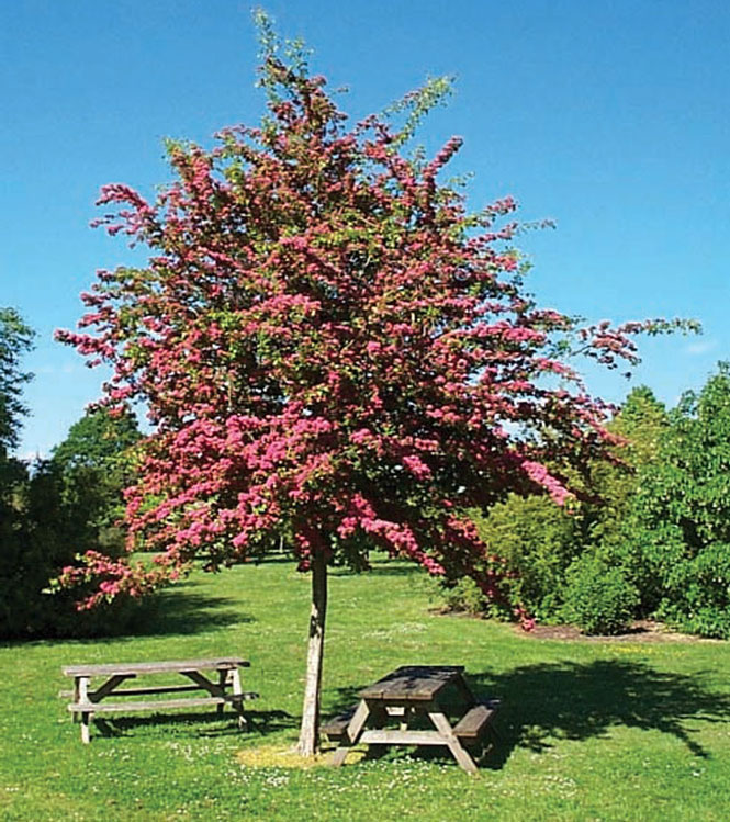 Crataegus laevigata Paul's scarlet