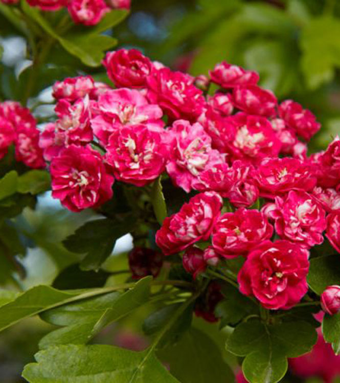 Crataegus laevigata Paul's scarlet